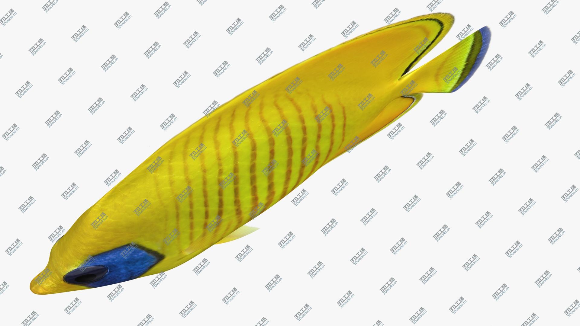 images/goods_img/202105074/Bluecheek Butterflyfish (Animated) 3D model/3.jpg